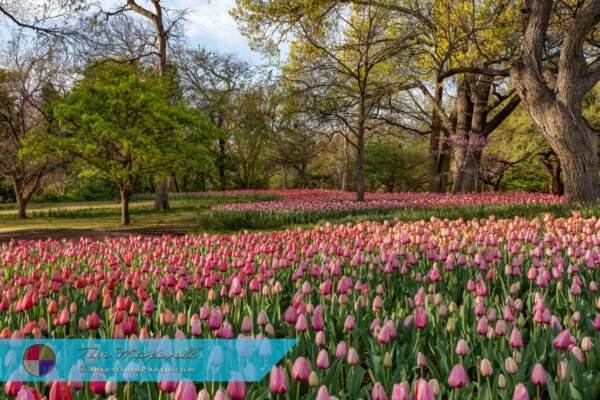 Field Of Tulips - Flower Art Gallery