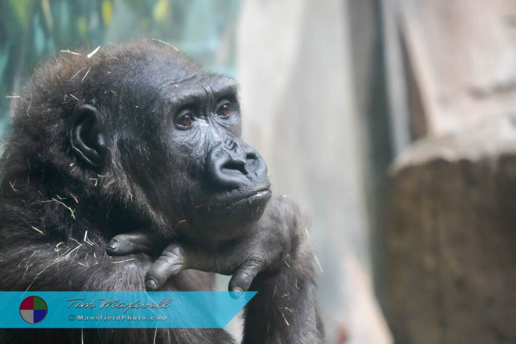 Gorilla - Fort Worth Zoo