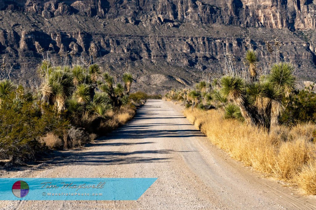 Soaptree Yucca in Big Bend National Park