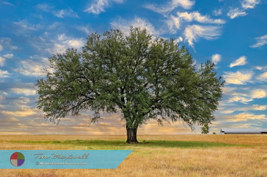 Shop Premium Texas Field of View Prints