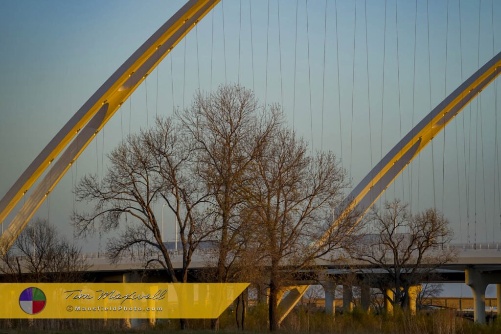 Tree And Margaret Mcdermott Bridge