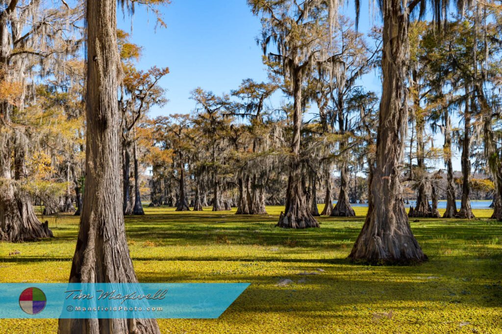 Texas Lakes: Whistleberry Slough, Caddo Lake, Tx