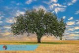 Tree and Field