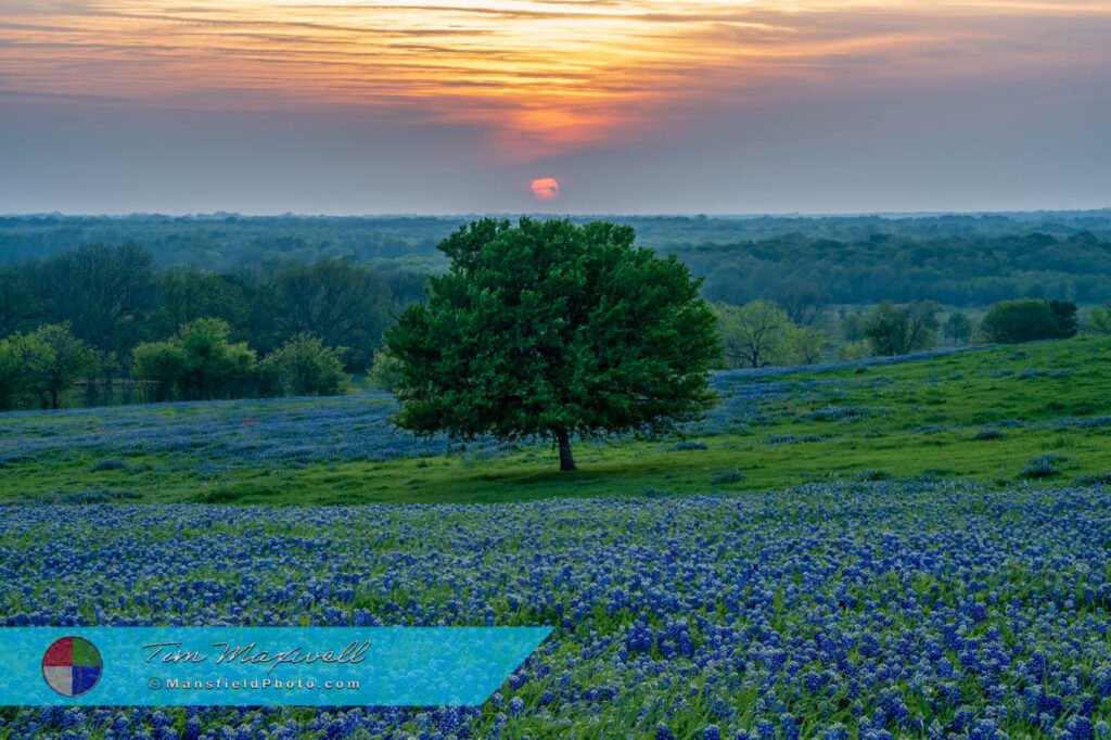 Bluebonnet Sunset