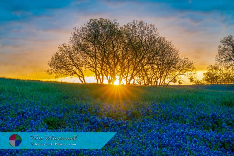 Welcome To “Field Of View”: Exploring The Beauty Of Texas Landscapes