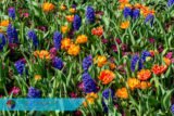 Hyacinths and Tulips