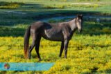 Horse and Field