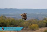 Red-Tailed Hawk