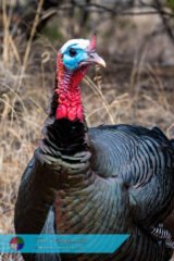 Wild Turkey