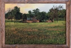 Spring in Texas with a Field and Barn. 12x18 wall print for sale.