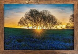 Easter Morning Sunrise with Texas Bluebonnets. 12x18 Framed Print for Sale.