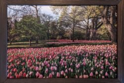 Field of Tulips 12x18 Framed Print for sale.