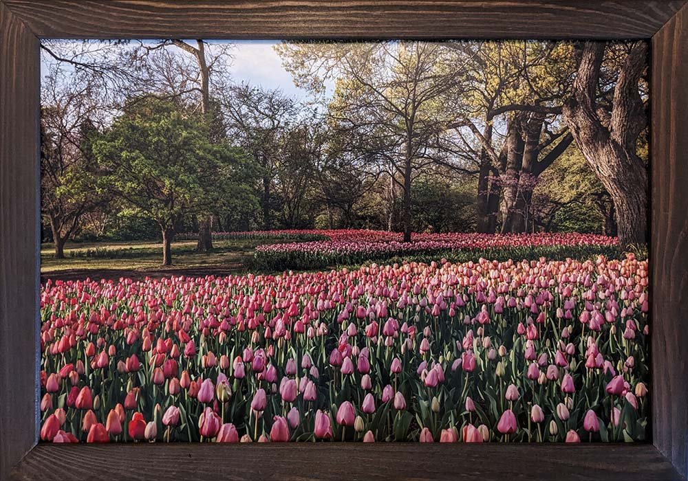Field Of Tulips 12X18 Framed Print For Sale.