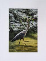 Great Blue Heron in Texas - Print with Mat (8x12)