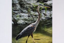 Great Blue Heron In Texas - Print With Mat (8X12) -2