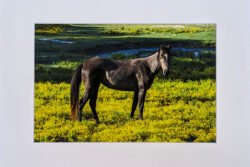 Horse and Field in Texas - Print with Mat (8x12)