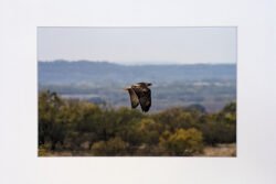 Red Tail Hawk in Texas - Print with Mat (8x12)