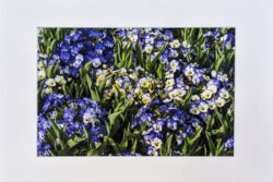 Spring Flowers - Print with Mat (8x12)