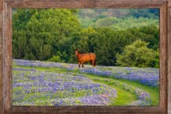 Texas-Wild-A4-14341 12x18 Framed Print