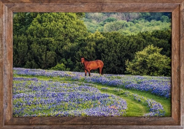 Texas Bluebonnets And Horse. 12X18 Framed Print For Sale.