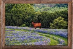 Texas Bluebonnets And Horse. 12X18 Framed Print For Sale.