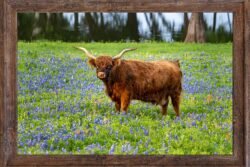 Texas-Wild-A4-14352 12x18 Framed Print