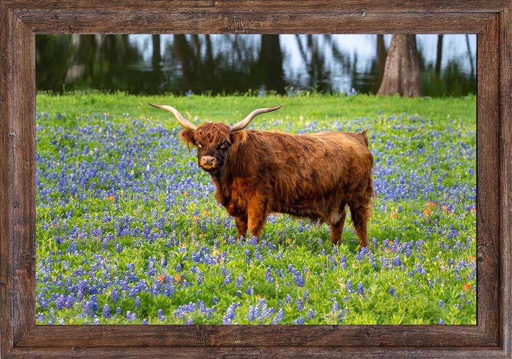 Texas-Wild-A4-14352 12x18 Framed Print