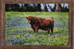 Highland Cow and Texas Bluebonnets - 12x18 framed print for sale.