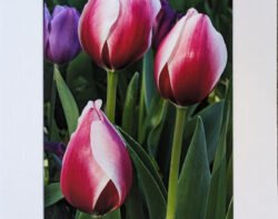 Three Tulips in Texas – Print with Mat (8×10)-1