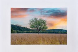 Tree And Field, Glen Rose, Texas - Print With Mat (8X12)