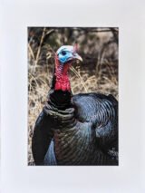 Wild Turkey in Texas - Print with Mat (8x12)