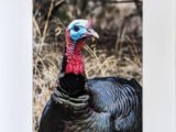 Wild Turkey in Texas - Print with Mat (8x12) -2