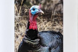 Wild Turkey In Texas - Print With Mat (8X12) -2