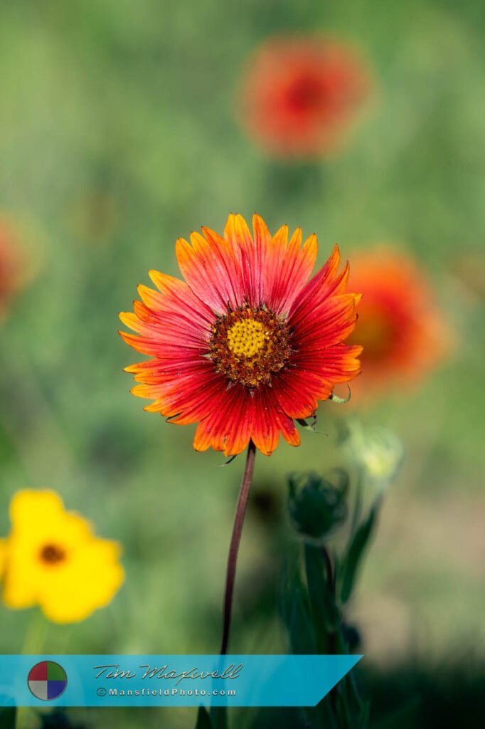 Indian Blanket - Texas Wildflowers