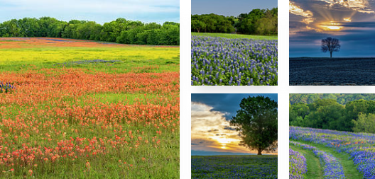 Texas Field And Landscape Wall Art