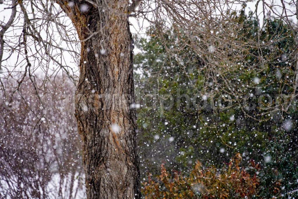 Snow And Tree A4-00900 - Mansfield Photography