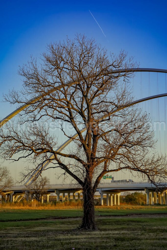 Tree And Margaret Mcdermott Bridge A4-01000 - Mansfield Photography