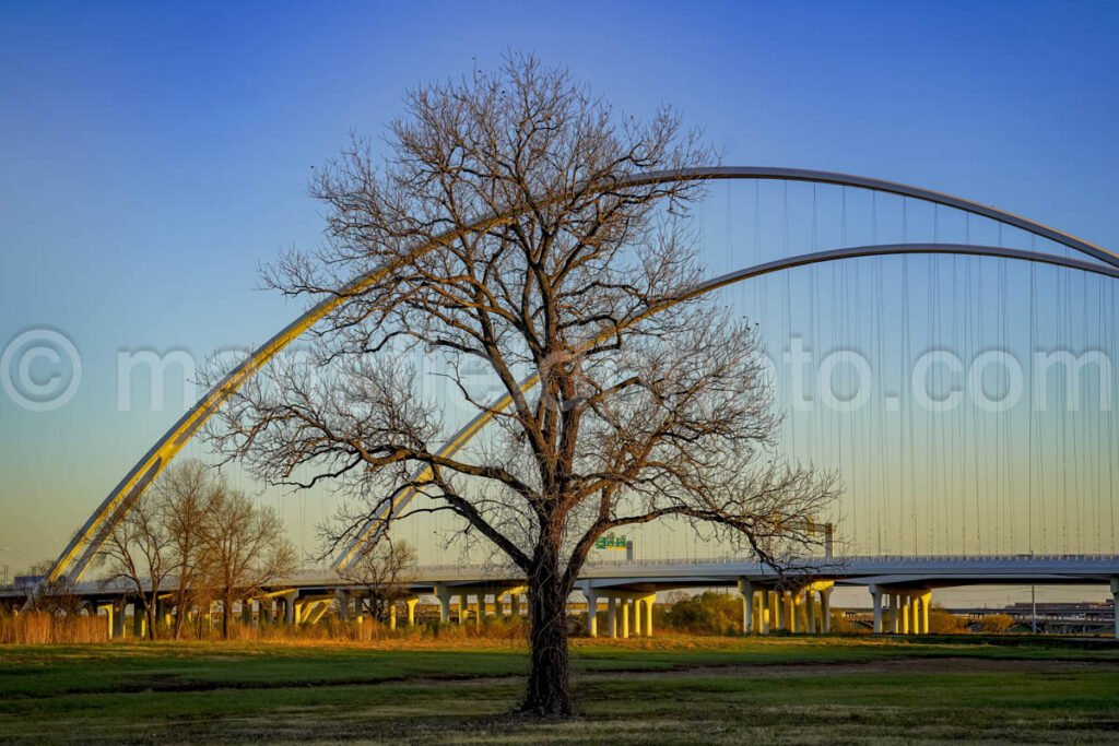 Tree And Margaret Mcdermott Bridge A4-01001 - Mansfield Photography