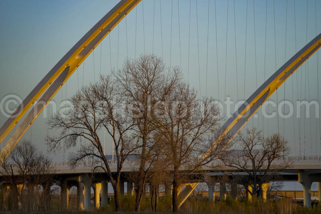 Tree And Margaret Mcdermott Bridge A4-01002 - Mansfield Photography