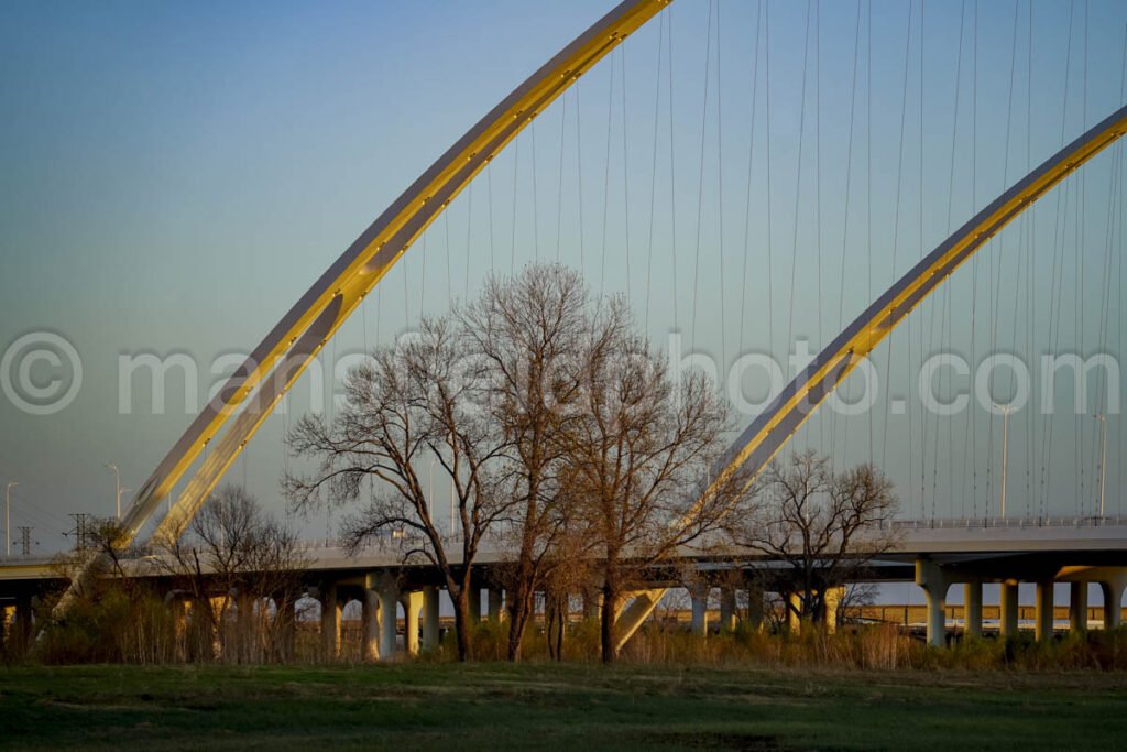 Tree And Margaret Mcdermott Bridge A4-01003 - Mansfield Photography