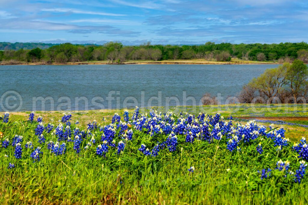 Texas Bluebonnets, Ennis, Tx A4-01031 - Mansfield Photography