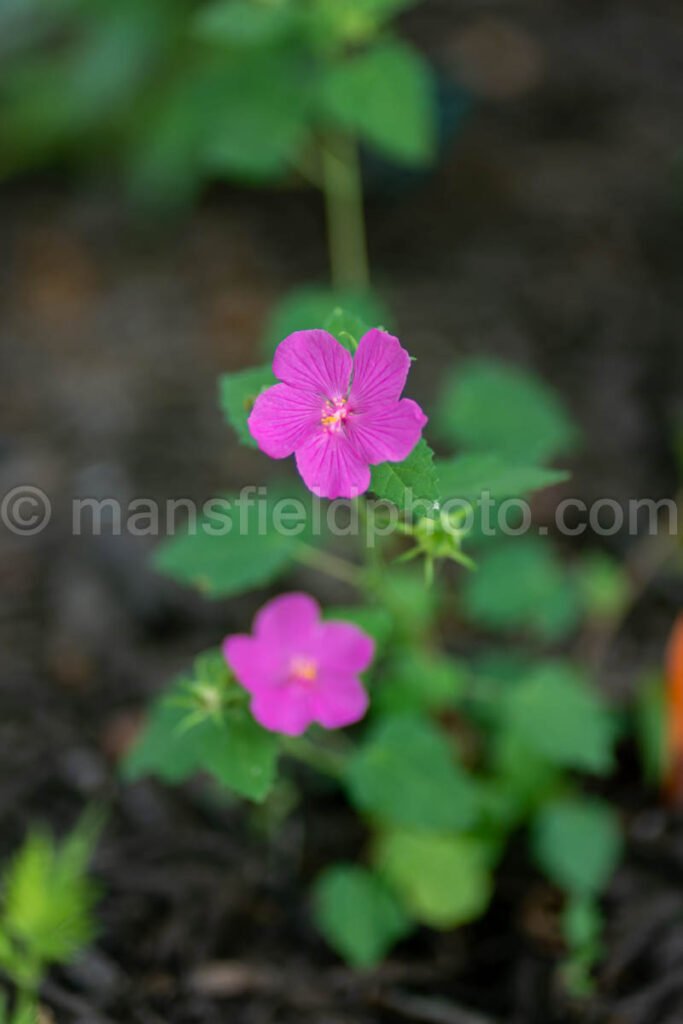 Texas Rock Rose A4-01035 - Mansfield Photography