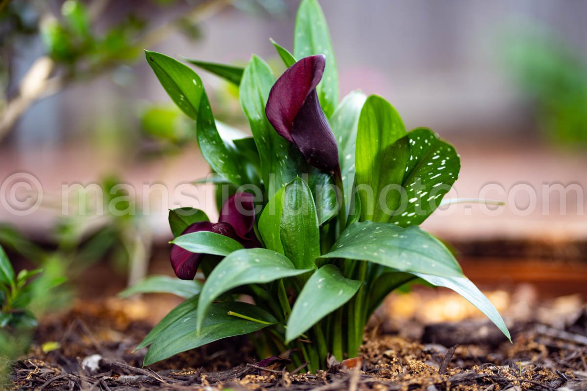 Calla Lily A4-01036