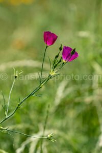 Winecup A4-01037 - Mansfield Photography