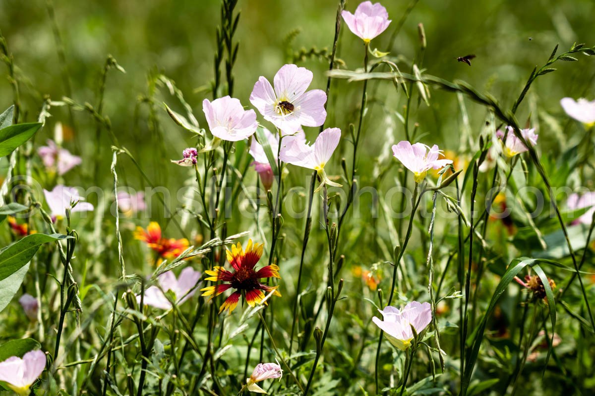 Primrose and Indian Blanket A4-01038