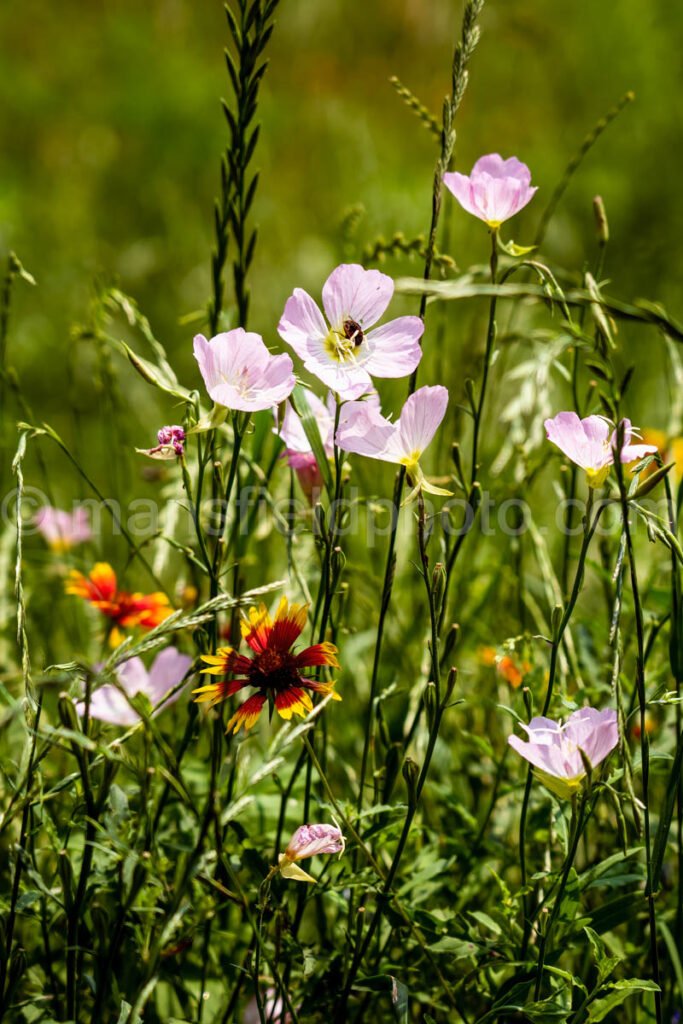 Primrose And Indian Blanket A4-01039 - Mansfield Photography