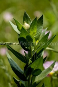 Flower A4-01040 - Mansfield Photography