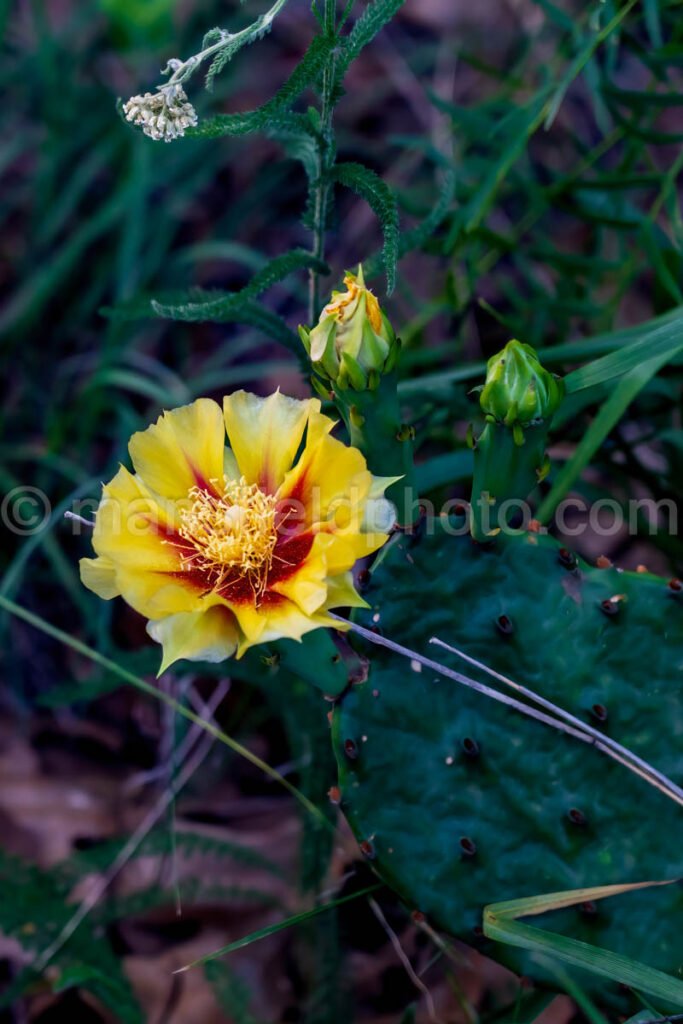 Prickly Pear Flower A4-01044 - Mansfield Photography