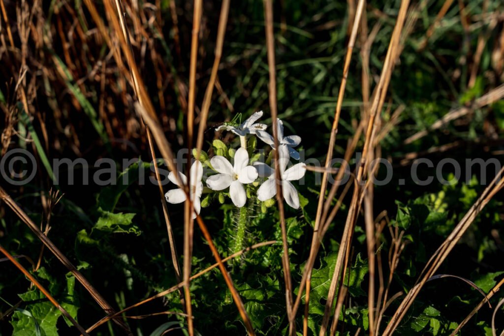 Bull Nettle A4-01045 - Mansfield Photography