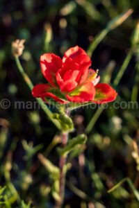 Indian Paintbrush A4-01046 - Mansfield Photography